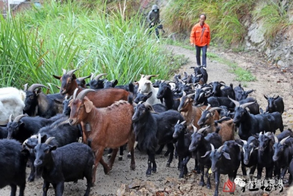大埔這村30多年歷史的羊肉酒開(kāi)熬，每壇賣(mài)到...